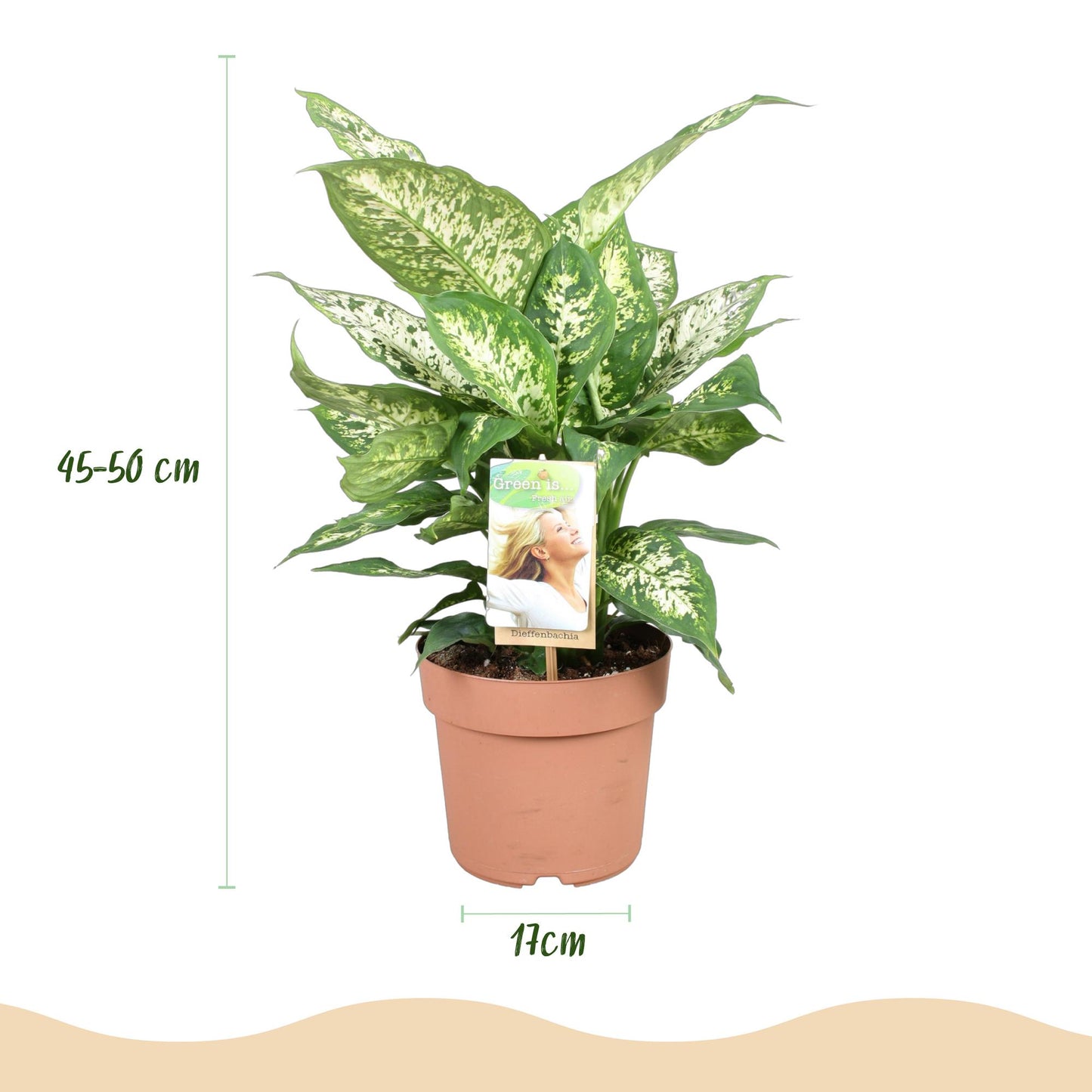 Green boutiQ - Zimmerpflanzen - Diefenbachia Compacta - Dieffenbachia - Pflegeleicht - Bunt - 2 Pflanzen - Topf 17cm - Höhe 45-50cm 