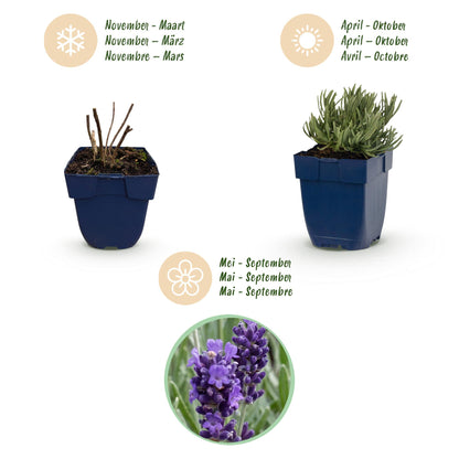 Lavendel 'Munstead' – Lavandula angustifolia 'Munstead' – 6 Pflanzen – Topf Ø11cm – Bienenfreundliche Staude für Garten & Balkon