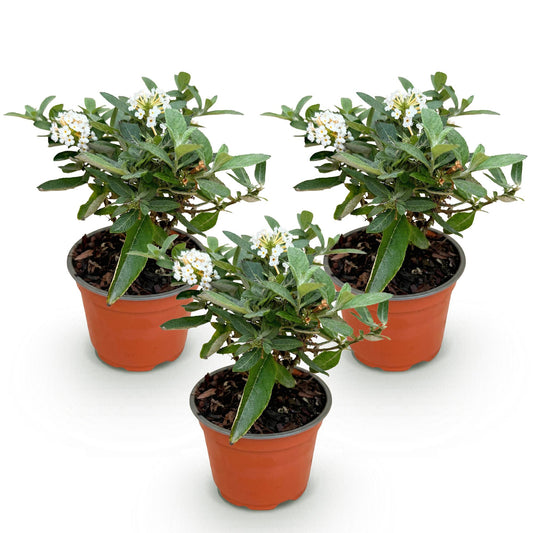 Green boutiQ - Gartenpflanze - Buddleja davidii Butterfly Candy Little White - Schmetterlingsstrauch - Kompakt - Weiß - 3 Pflanzen - Topf 12cm - Höhe 20-25cm 