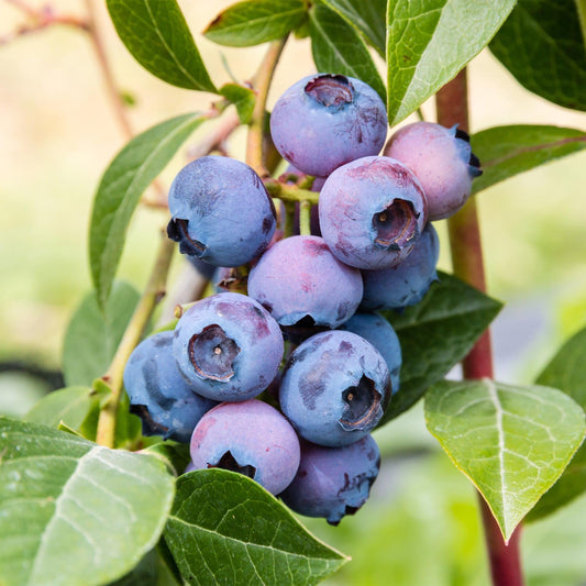Green boutiQ - Fruit plant - Vaccinium corymbosum Jersey - Blueberry - Hardy - Blue Berry - 2 Plants - Pot 15cm - Height 50cm 