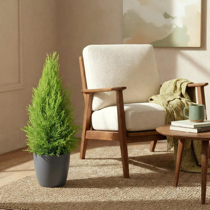 Green boutiQ - Zimmerpflanzen - Cupressus Gold Crest Wilma - Zimmerkonifere - Wenig Pflege - Grün - 1 Pflanze - mit Potter Grau - Topf 21cm - Höhe 85-95cm 