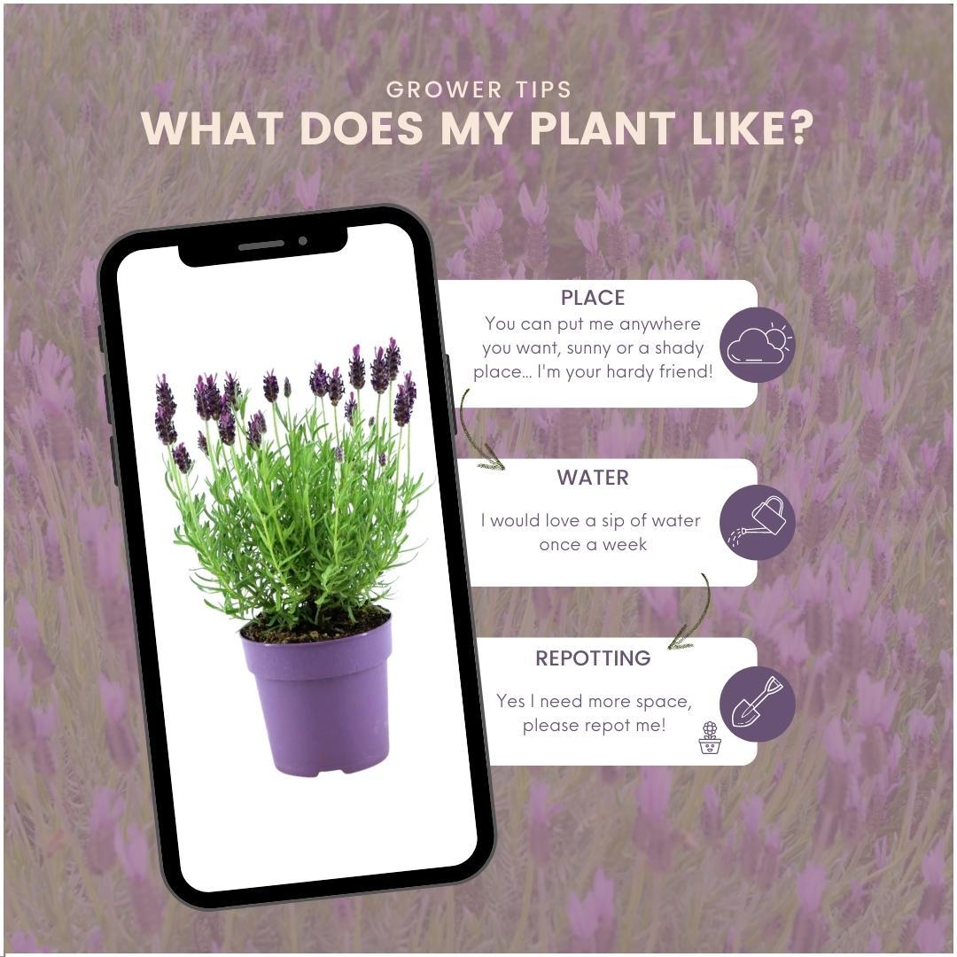 Französischer Lavendel - Lavandula stoechas Anouk® - 12 cm Topf - 24 Stück
