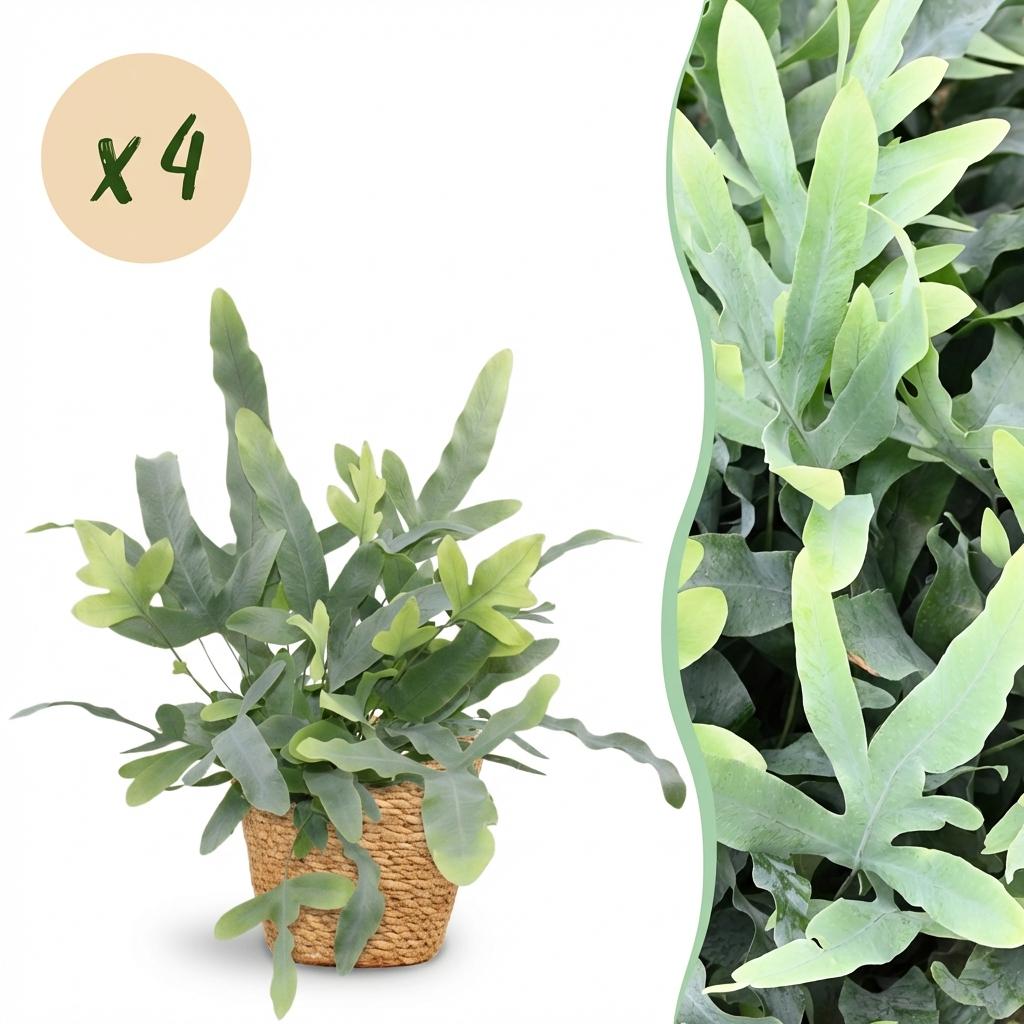 Green boutiQ - Zimmerpflanze - Phlebodium aureum Blue Star - Blaue Farn - Haustierfreundliche Pflanze - Blau - 4 Pflanzen - mit Korb - Topf 12cm - Höhe 25cm 