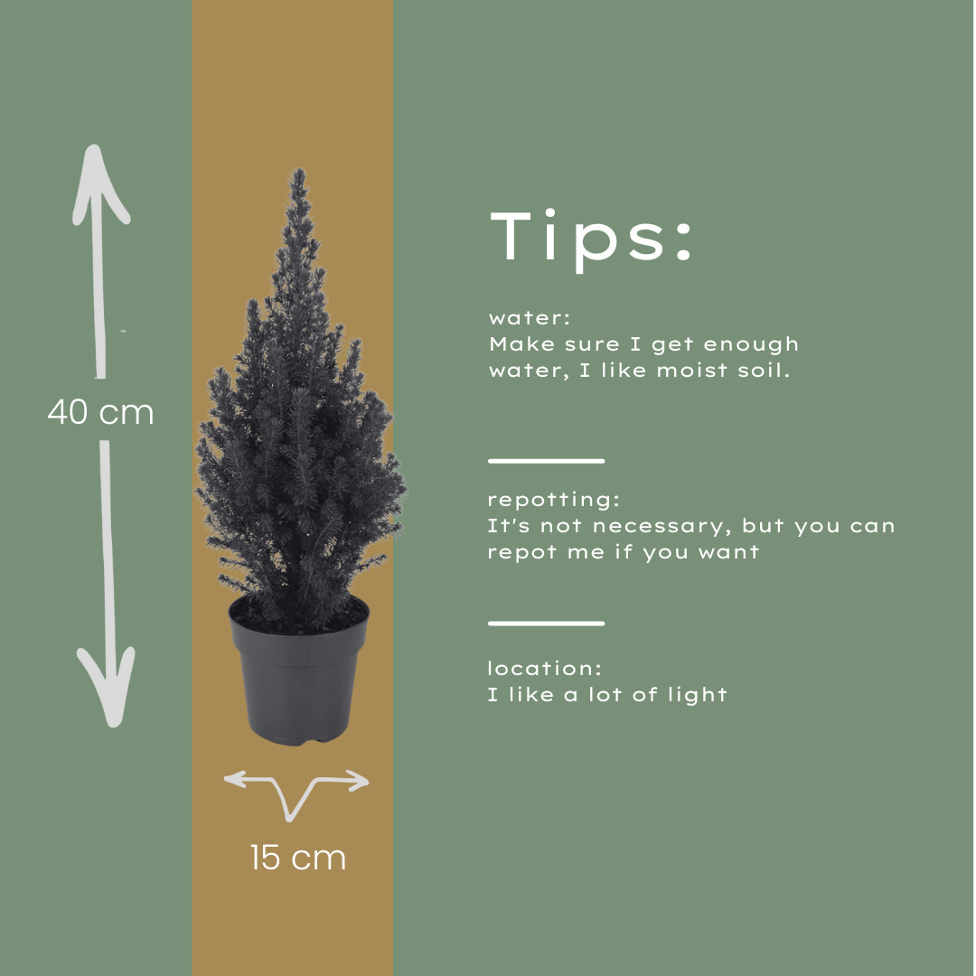 Picea glauca Perfecta - 15 cm Ø - 40 cm ↨ 
