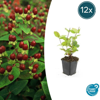 Johanniskraut Hypericum inodorum 'Beauty' – ↕10-25cm – Ø9cm – 12 Pflanzen – Winterharter Strauch für Beete, Bodendecker & Bienenfreundlicher Garten