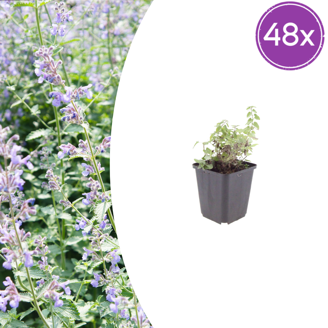 Nepeta faassenii Katzenminze – 48 Pflanzen – Ø9cm – Höhe 10-25cm – Lavendelblaue Sommerblüte – Winterharte Staude für Beet, Rabatte & Flächenpflanzung