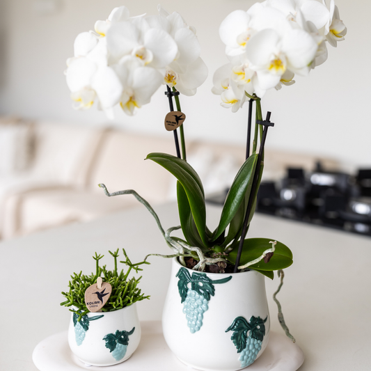 Set aus weißer Orchidee und Sukkulente im blauen Grape-Übertopf auf weißem Tablett