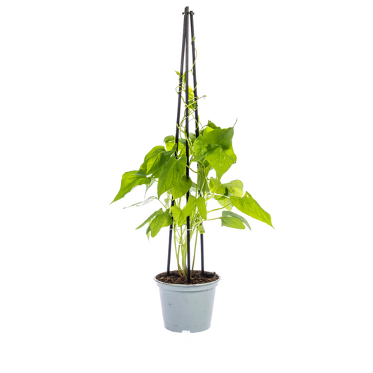 Himmelblaue Prunkwinde - Ipomoea tricolor Heavenly Blue - Ø13 cm - ↕60 cm - 4 Pflanzen 