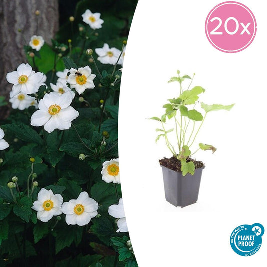 Japan-Herbst-Anemone Anemone hyb. 'Honorine Jobert' – ↕10-25cm – Ø9cm – 20 Pflanzen – Weiße Herbstblüte – Pflegeleicht – Sonne & Halbschatten