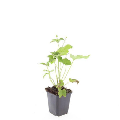 Anemone hyb. 'Honorine Jobert' – 48 Pflanzen – ↕10-25cm – Ø9cm – Herbstanemone Staude – Weiße Blüten Spätsommer/Herbst – Sonnig & Halbschatten – Pflegeleicht