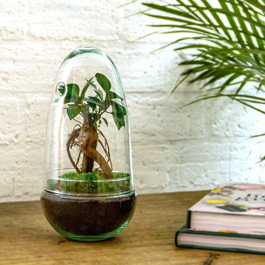 Flaschengarten Egg Bonsai – DIY Terrarium mit Ficus Ginseng – Mini-Biotop – Ø12 cm x H25 cm – Do-it-yourself – Pflegeleichtes Ökosystem für Zuhause & Büro