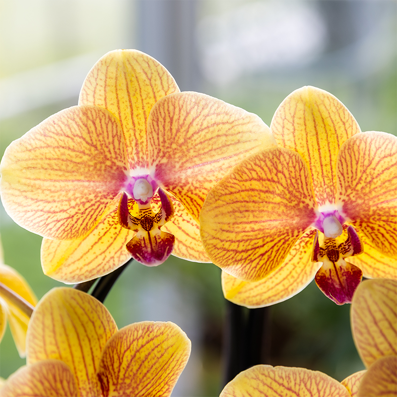 Kolibri Orchids | Orange Phalaenopsis-Orchidee Topfgröße Ø12cm | Sunny Bunny | Blühende Zimmerpflanze – Frisch vom Züchter 