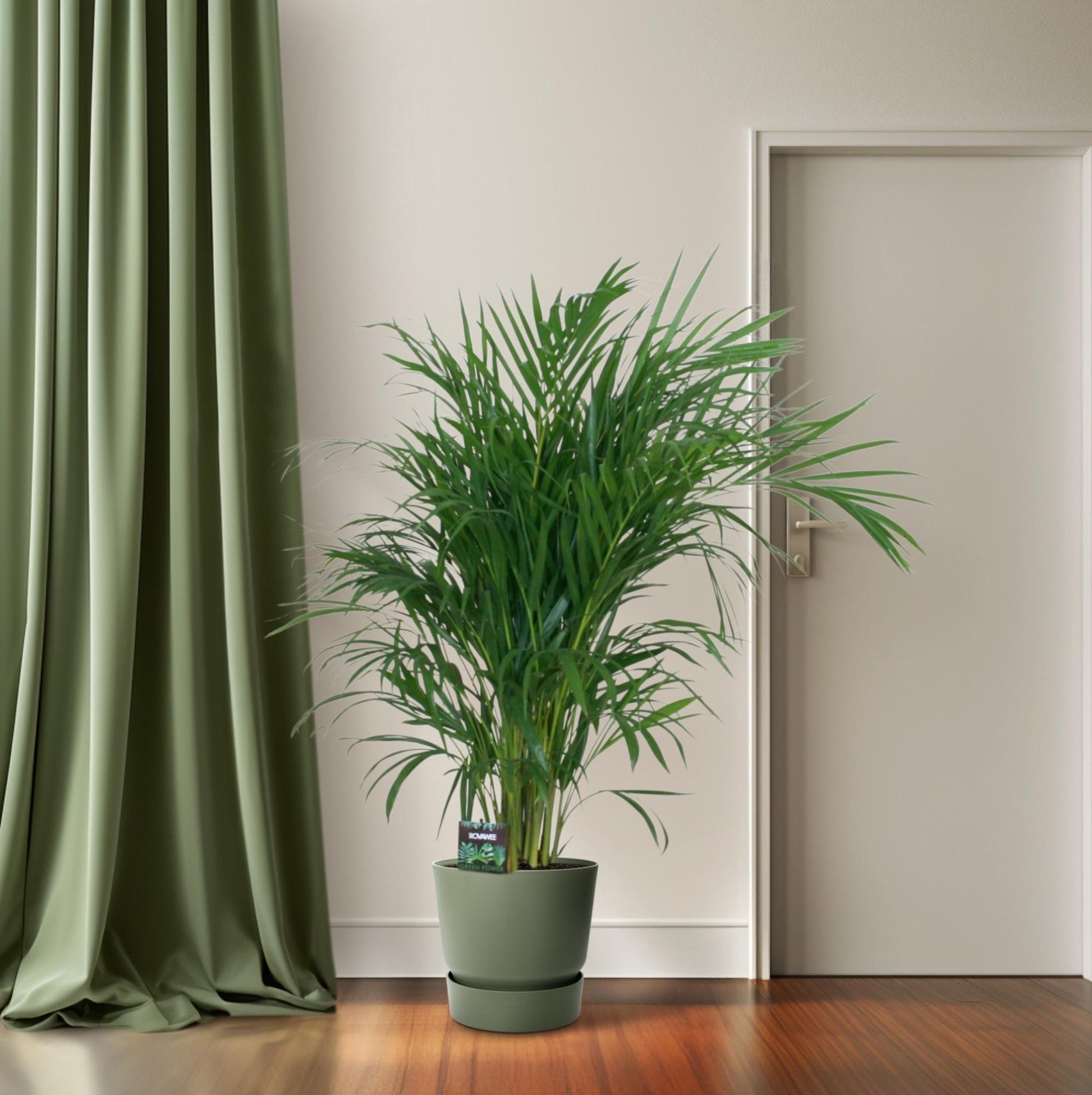 Goldfruchtpalme – Dypsis lutescens – Zimmerpflanze – Luftreinigende Bambuspalme – ca. 100–120 cm hoch – Ø19 cm Topf – Tropisches Raumgrün für Wohnung & Büro 