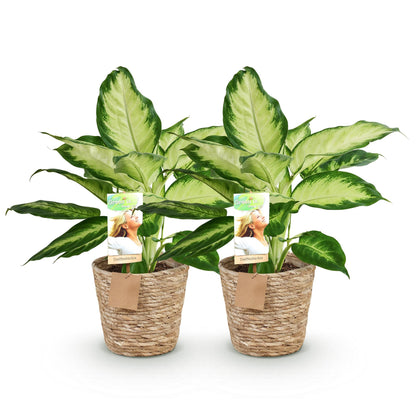 Dieffenbachia Camilla – 2 Pflanzen – 45–50cm – 17cm – Pflegeleichte Zimmerpflanzen mit creme-grün gemusterten Blättern – Dekoratives Pflanzenset inkl. Korb für moderne Innenräume 