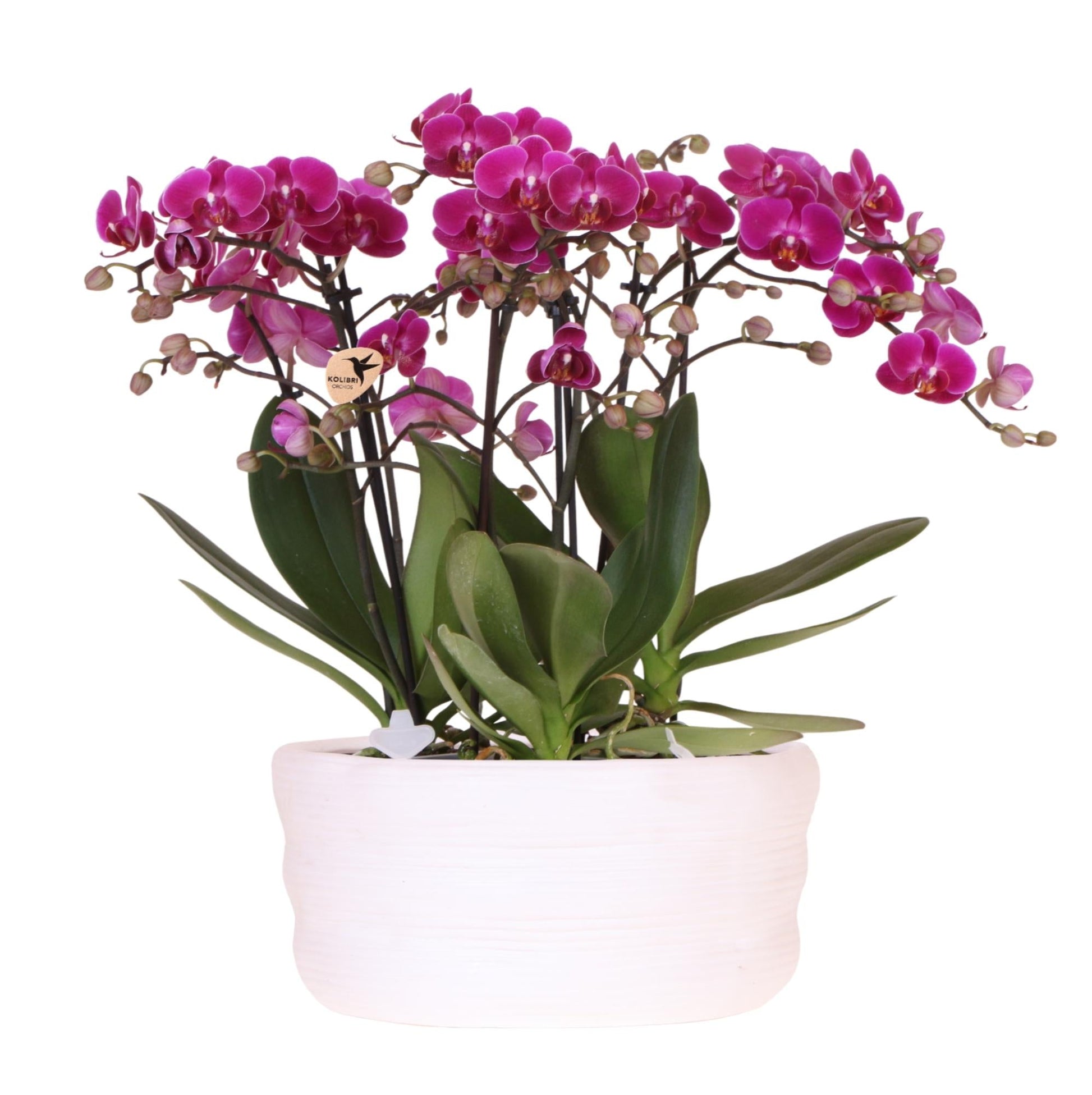 Kolibri Orchids | Lila Orchideenset in Como-Schale inkl. Wasserreservoir | Drei Lila Morelia-Orchideen 9cm | Mono-Bouquet Lila mit Selbstbewässerungssystem 