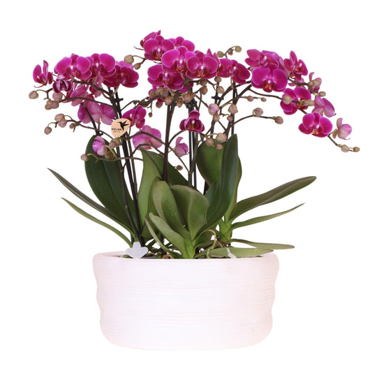 Kolibri Orchids | Lila Orchideenset in Como-Schale inkl. Wasserreservoir | Drei Lila Morelia-Orchideen 9cm | Mono-Bouquet Lila mit Selbstbewässerungssystem 