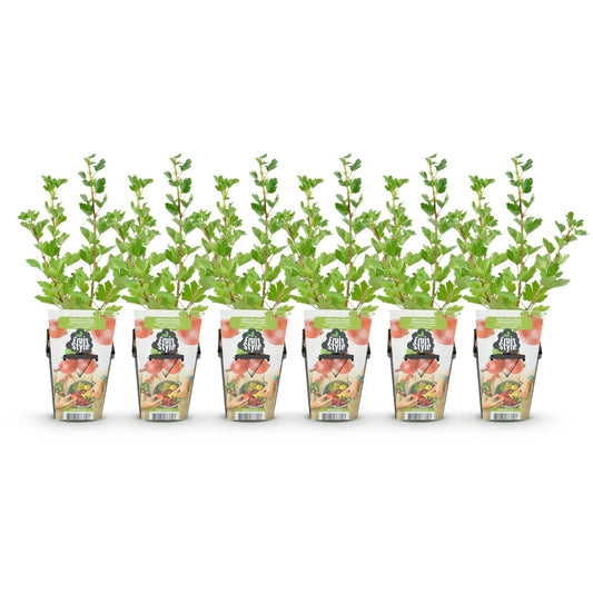 GreenboutiQ - Obstpflanzen - Jostabeere - Ribes uva-crispa Hinnonmaki Rod - Winterhart - 6 Pflanzen - Topf 9 cm - Rote Johannisbeere 