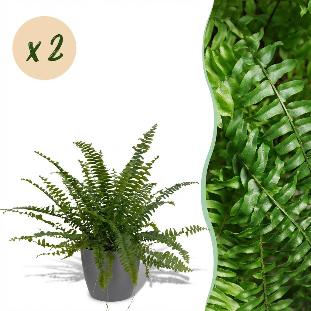Green boutiQ - Zimmerpflanze - Nephrolepsis exaltata Green Lady - Farn - Haustierfreundliche Pflanze - Grün - 2 Pflanzen - mit Potter Grau - Topf 12cm - Höhe 25cm 