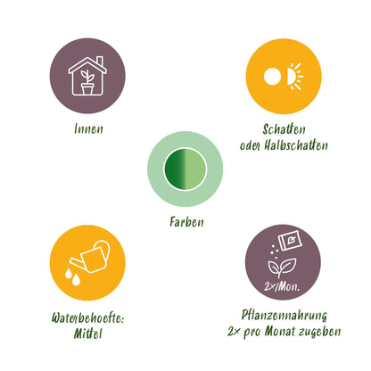 Green boutiQ - Zimmerpflanzen - Diefenbachia Compacta - Dieffenbachia - Wenig Pflege - mit Korb - Bunt - 2 Pflanzen - Topf 17cm - Höhe 45-50cm 