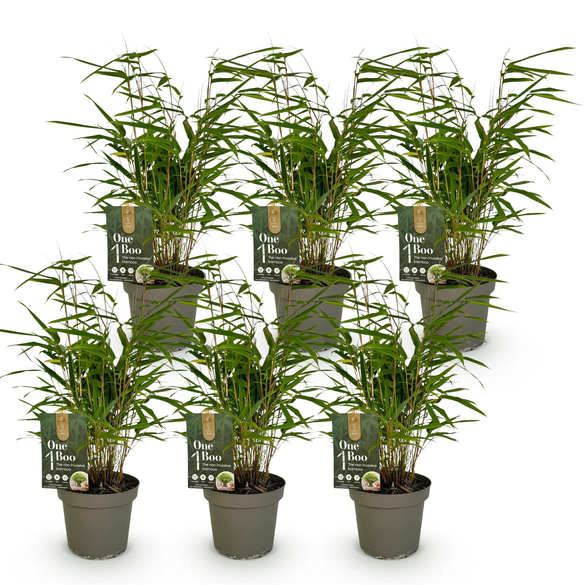 Green boutiQ - Bambus - Fargesia Rufa - Immergrün - Nicht Ausbreitend - Grün - 6 Pflanzen - Topf 14cm - Höhe 35cm 