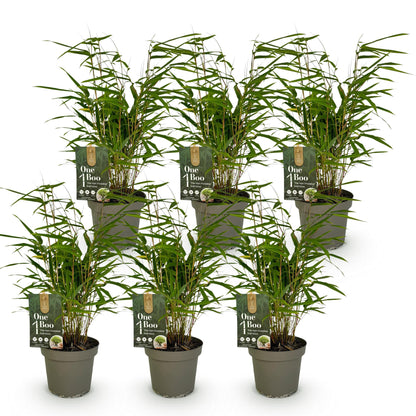 Green boutiQ - Bambus - Fargesia Rufa - Immergrün - Nicht Ausbreitend - Grün - 6 Pflanzen - Topf 14cm - Höhe 35cm 