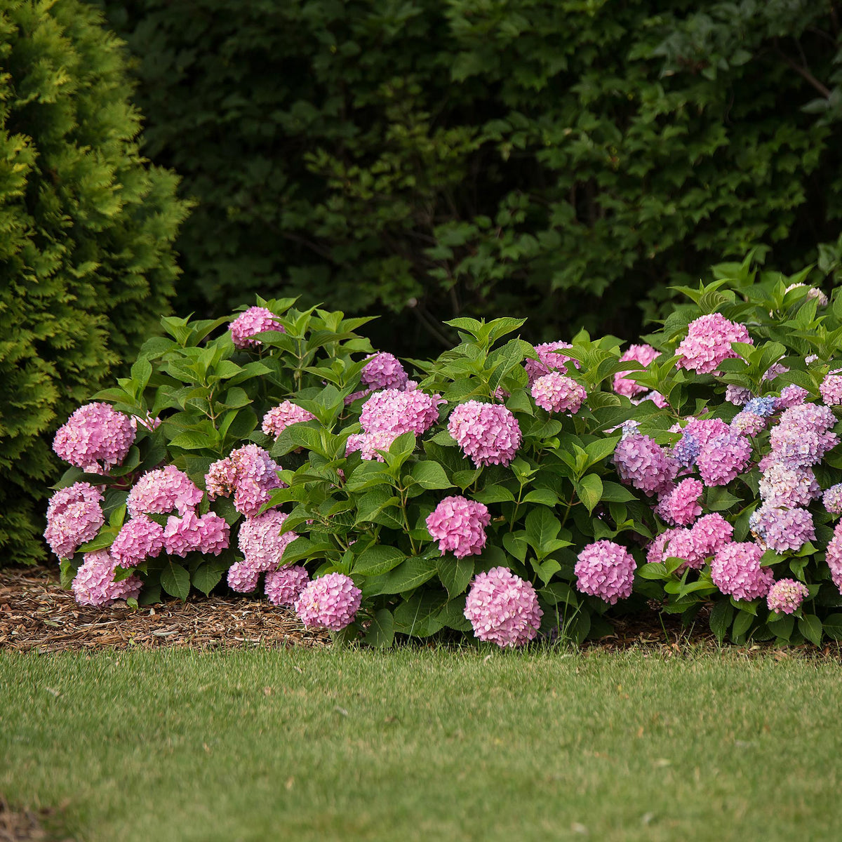 Green boutiQ - Gartenpflanze - Hydrangea Endles Summer The Original Pink - Hortensie - Winterhart - Rosa - 1 Pflanze - Topf 14cm - Höhe 20-25cm 