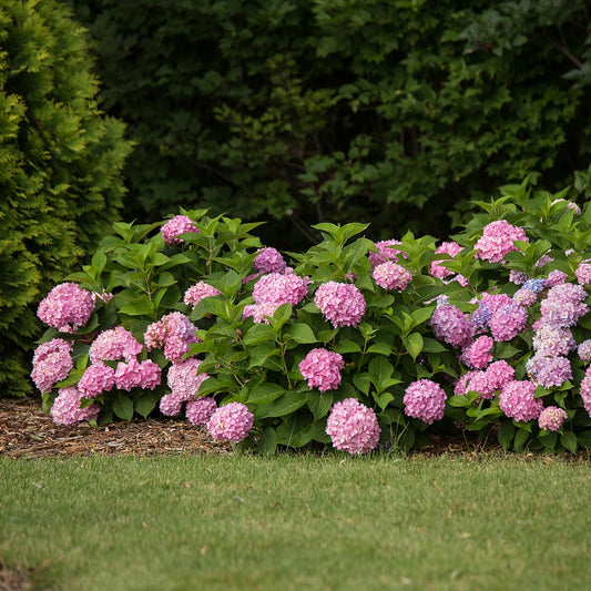 Green boutiQ - Gartenpflanze - Hydrangea Endles Summer The Original Pink - Hortensie - Winterhart - Rosa - 1 Pflanze - Topf 14cm - Höhe 20-25cm 