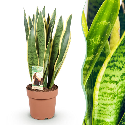 Green boutiQ - Zimmerpflanzen - Sansevieria Laurentii - Schwiegermutterzunge - Wenig Pflege - Grün - Gelb - 1 Pflanze - Topf 21cm - Höhe 70-80cm 