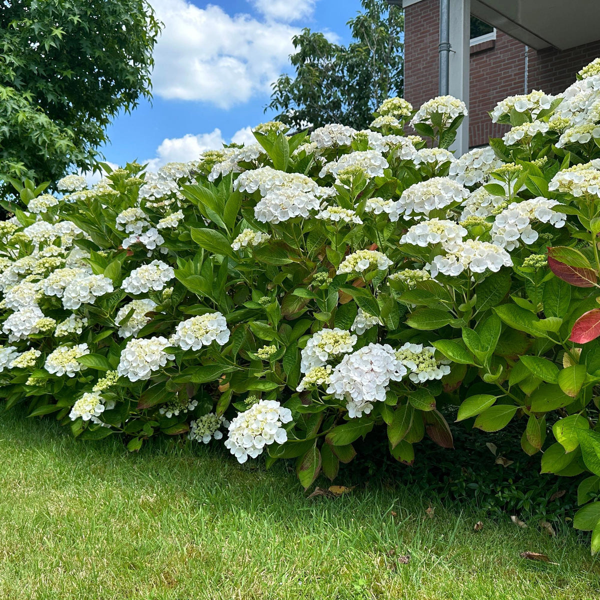 Green boutiQ - Gartenpflanze - Hydrangea macrophylla Weiß - Hortensie - Winterhart - Weiß - 1 Pflanze - Topf 12cm - Höhe 20-30cm 
