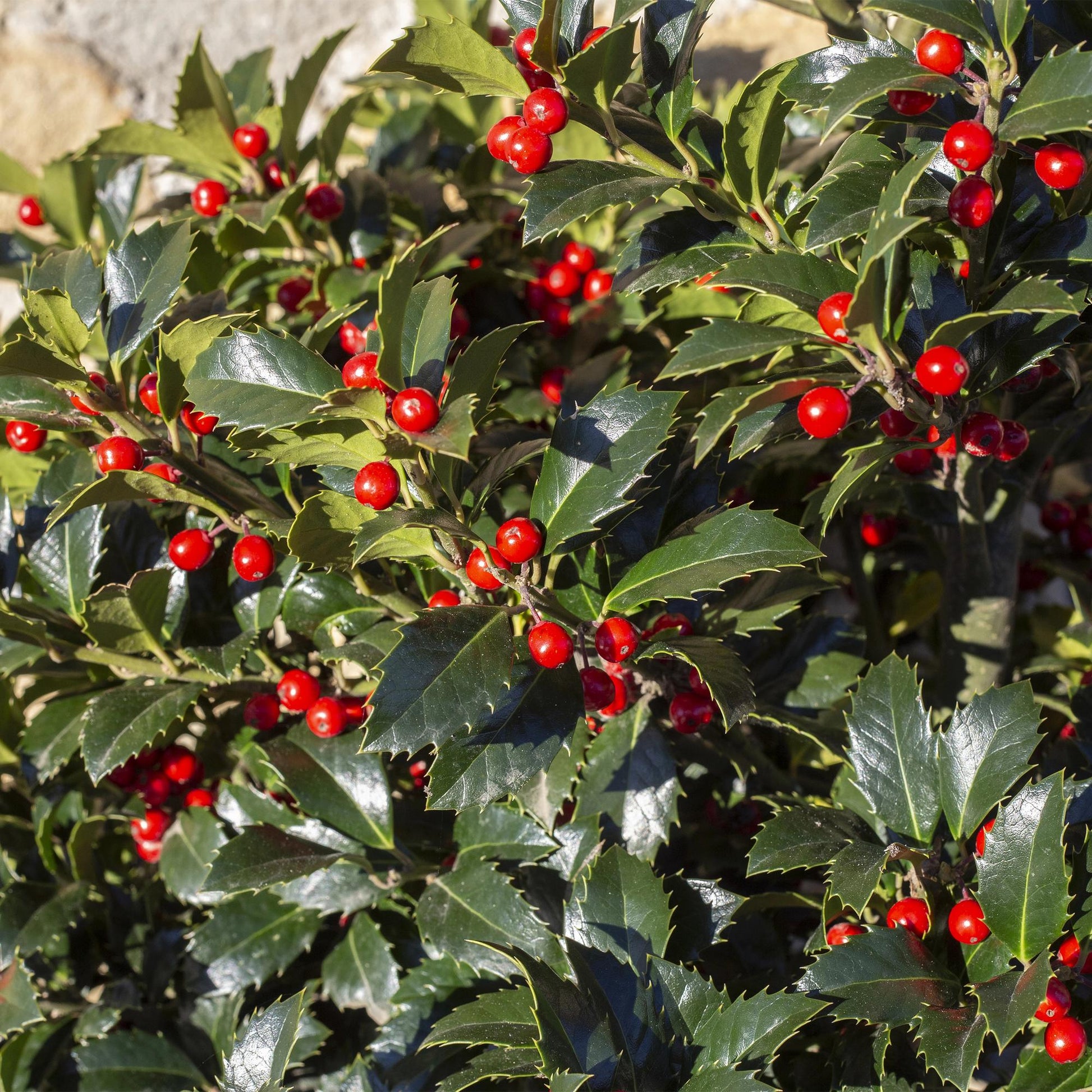Stechpalme – Ilex meserveae Blue Maid – Heckenpflanze – Blatt grün – 8 Pflanzen – 1 laufender Meter – immergrün – 9cm Höhe 25-30cm 