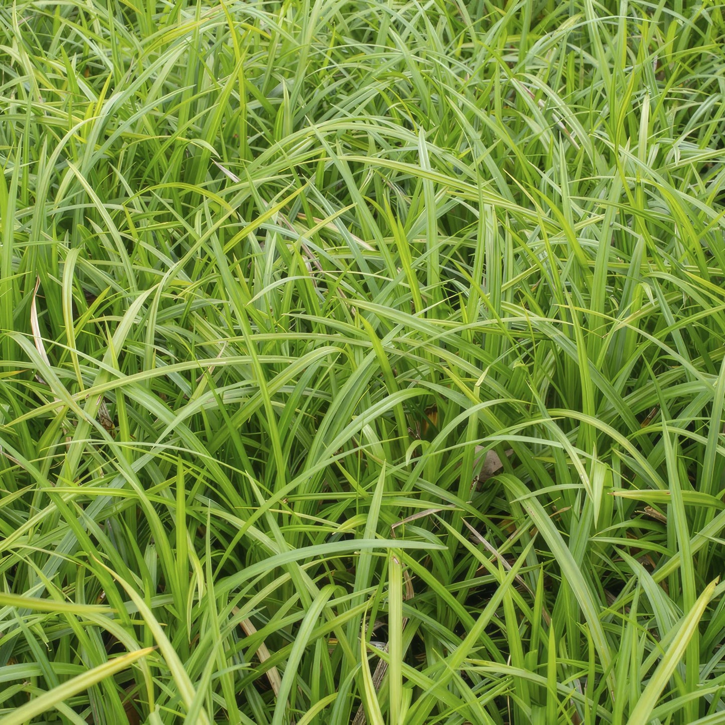 Grünblättrige Segge Carex morrowii 'Irish Green' – ↕10-25cm – Ø9cm – 60 Pflanzen – Immergrüner Bodendecker – Pflegeleicht – Für Beete & Schattige Bereiche