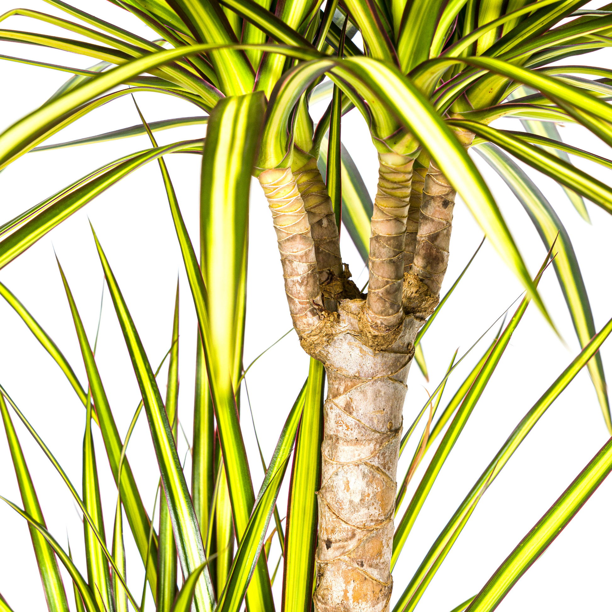 Drachenbaum - Dracaena Marginata ‘Sunray’ – Zimmerpflanze – Ø21 cm – Höhe 100–110 cm – Tropischer Farbkontrast – Pflegeleicht & dekorativ 