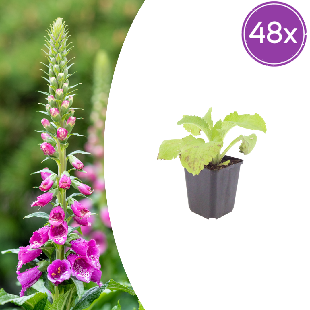 Roter Fingerhut Digitalis purpurea – 48 Pflanzen – Blühstaude für Garten & Beet – 10-25cm – Ø9cm – Bienenfreundlich – Sommerblüher für Sonne & Halbschatten