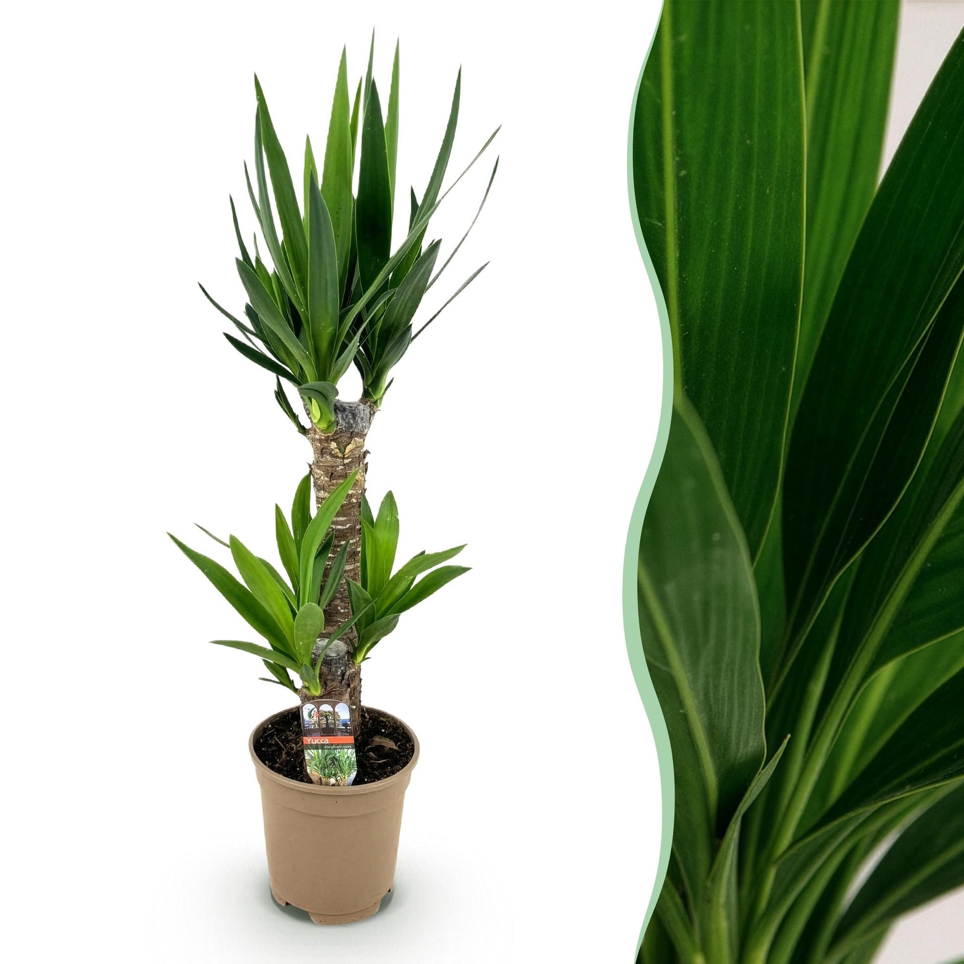 Palmlilie Yucca Elephantipes – 75cm – 17cm – Pflegeleichte Palmlilie mit schmalen, grünen Blättern – Robuste, luftreinigende Zimmerpflanze für moderne Innenräume 