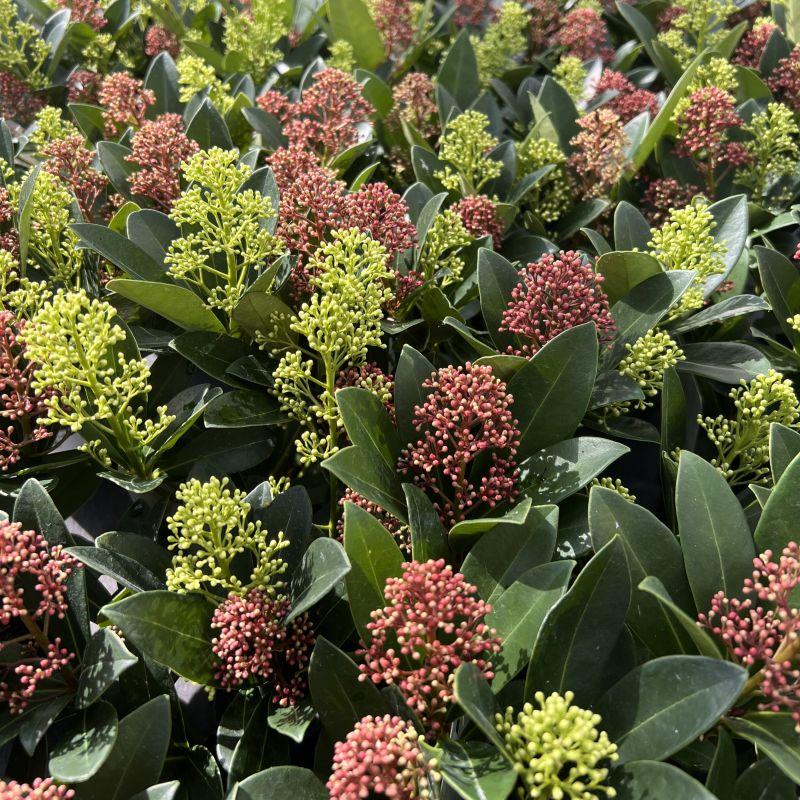GreenboutiQ - Terrassenpflanze - Skimmia japonica Duo - Blüte Weiß & Rot - 40+ Blüten - 2 Pflanzen - Winterhart - Topf 19cm Höhe 60cm 