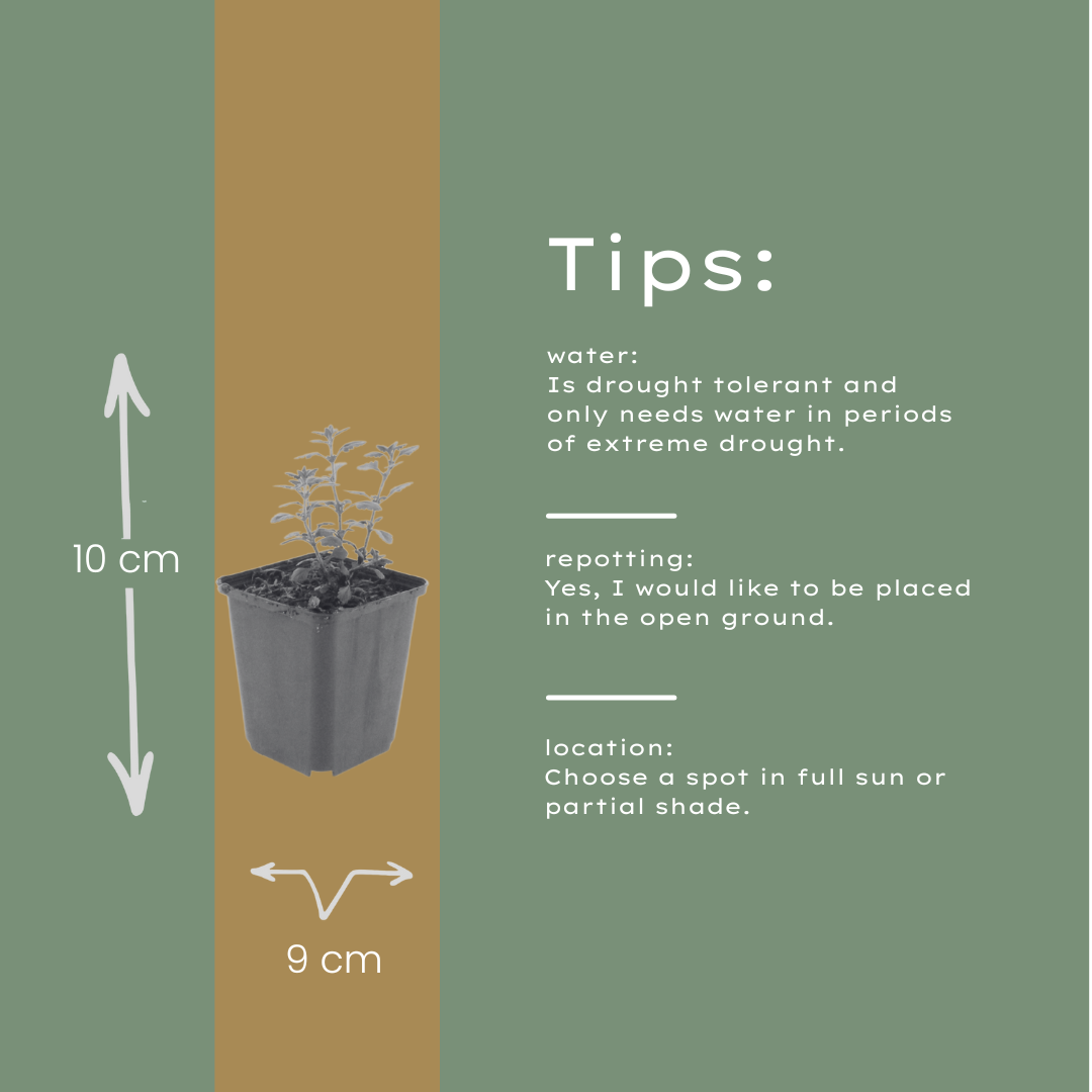 Teucrium lucidrys – 24 Pflanzen – Ø9cm – Höhe 10-25cm – Immergrüner Formschnittstrauch für niedrige Hecken, Steingarten & moderne Gartenanlagen - Oasis of Life