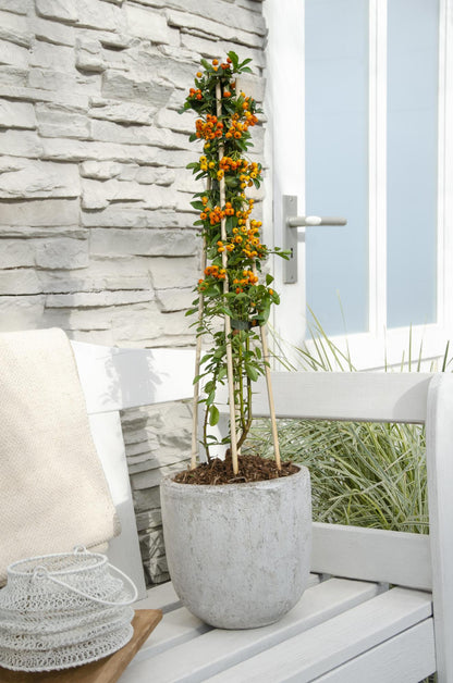 Feuerdorn – Pyracantha 'Orange Glow' – Ø15cm – ↕65cm – Immergrüner Strauch mit oranger Beerenpracht – Ideal als Sichtschutz & Vogelschutzhecke – Für Garten & Terrasse 