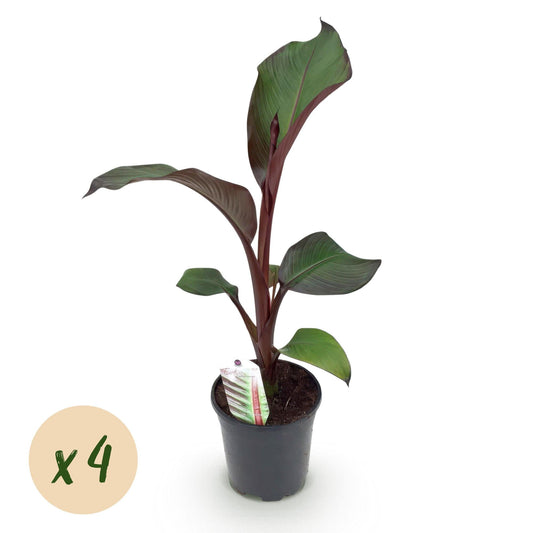 Bananenpflanze Ensete ventricosum Maurelli – 4 Pflanzen – Winterhart – Topf Ø17 cm, Höhe ca. 40 cm – Exotische Garten- & Terrassenpflanze – Farbenprächtige Blätter 