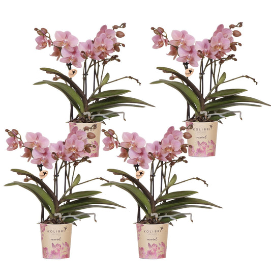 Kolibri Orchids | KOMBI-ANGEBOT mit 4 Phalaenopsis-Orchideen - Treviso - Topfgröße Ø9cm | Blühende Zimmerpflanze - Frisch vom Züchter 