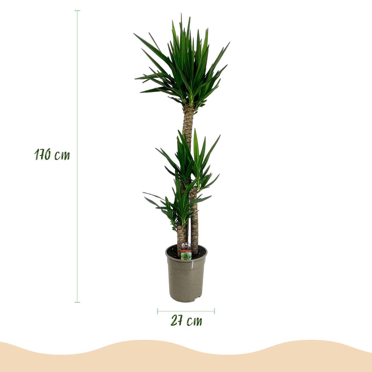 Palmlilie Yucca Elephantipes – 170cm – 27cm – Pflegeleichte, robuste Palmlilie mit langen, schmalen Blättern – Großwüchsige Zimmerpflanze für moderne Wohn- und Arbeitsräume 