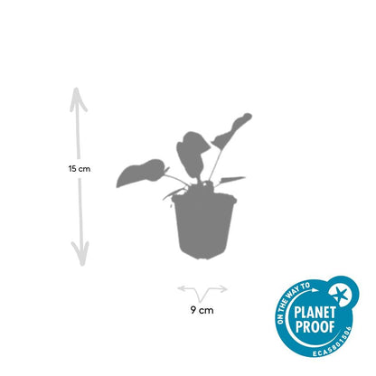 Russel-Brandkraut Phlomis russeliana – ↕10-25cm – Ø9cm – 60 Pflanzen – Staude – Winterhart – Bienenfreundlich – Gelbe Blüten