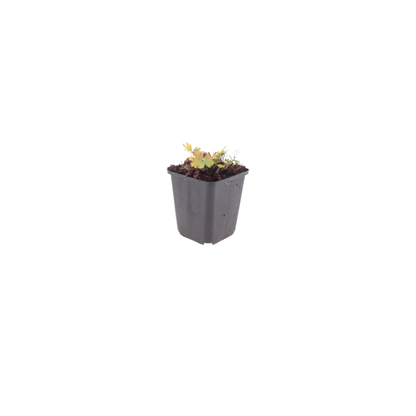 Geranium sanguineum Max Frei – 6 Pflanzen Ø9cm – Höhe 10-25cm – Karminrote Blütenstaude für sonnige Beete & Steingarten – Win