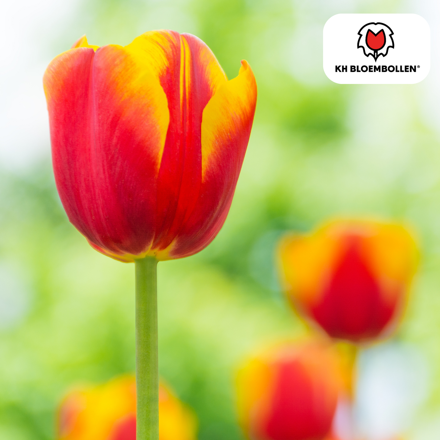 Dow Jones Tulpenzwiebeln – 20 Blumenzwiebln – Rot-Gelb Gestreifte Tulpen – Für Garten & Topf 