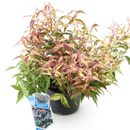 GreenboutiQ - Gartenpflanze - Leucothoe Makijaz - Braun - 1 Pflanze - Immergrün - Wenig Pflege - Topf 17cm Höhe 45cm 
