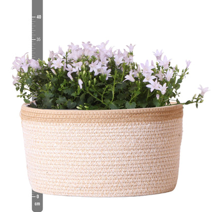 Campanula Addenda Ambella weiß - Baumwollschale mit Campanula mit Bewässerungssystem - 3 Stück - Glockenblume weiß - Topfgröße 12cm 
