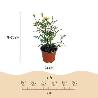 Green boutiQ - Gartenrose - Rosa Tricolor Fairy - Rose - Winterhart - Gelb-Rosa - 1 Pflanze - Topf 12cm - Höhe 20-25cm 