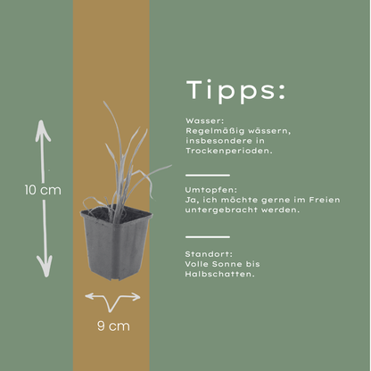 Hemerocallis Stella de Oro – 12 Pflanzen – Ø9cm – Höhe 10-25cm – Goldgelbe Taglilie – Dauerblühende Staude – Winterhart für Beet & Steingarten
