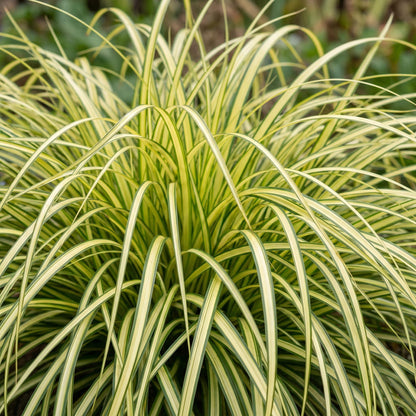Segge 'Evergold' – Carex oshimensis 'Evergold' – 6 Pflanzen – Topf Ø11cm – Staude für Garten & Balkon