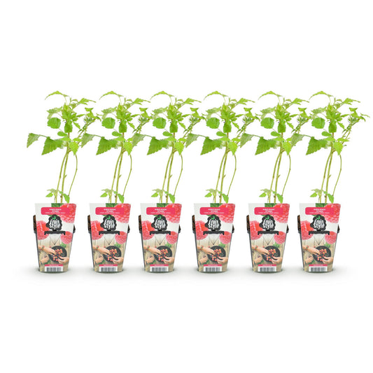 Himbeere Rubus idaeus Ottawa winterhart 6 Pflanzen Ø9cm Höhe 30cm – Rote Himbeere für Garten Beet Balkon & Terrasse – Süße Früchte 