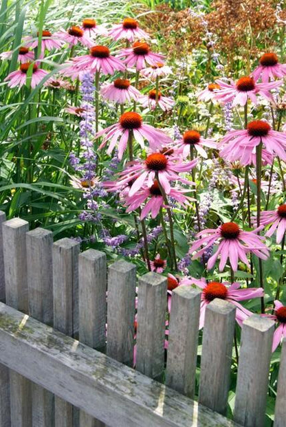 Rotblühender Scheinsonnenhut - Echinacea p. 'Magnus' - ↕10-25cm - Ø9cm - 6 Stück